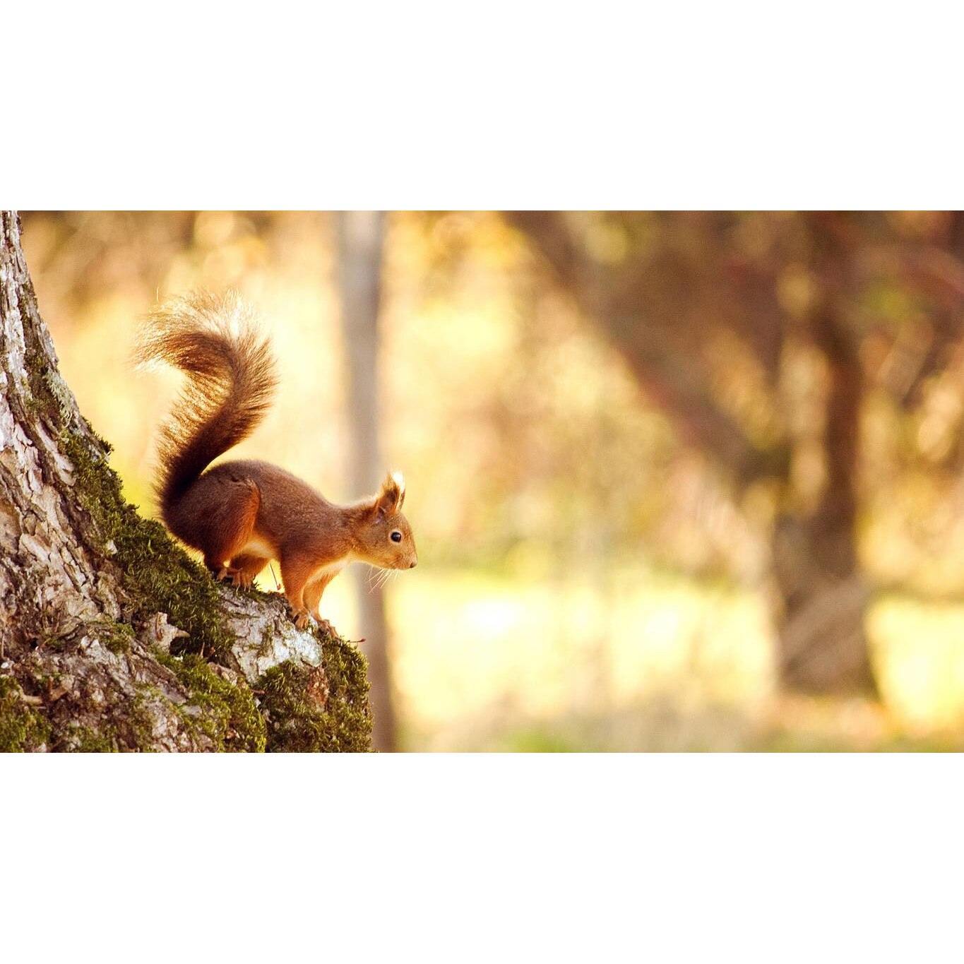 Tablou canvas 75x50 cm, Animale model 537