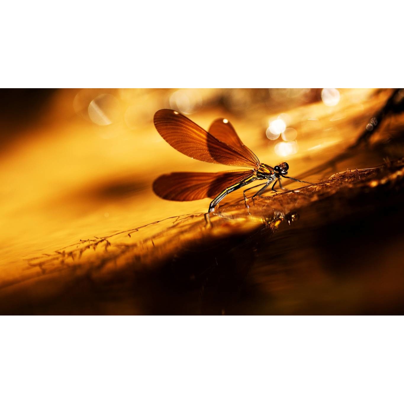 Tablou canvas 50x35 cm, Animale model 541