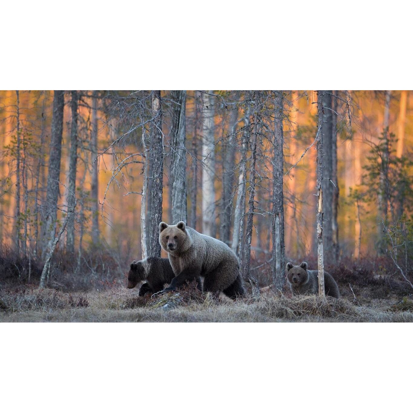 Tablou canvas 90x50 cm, Animale model 532