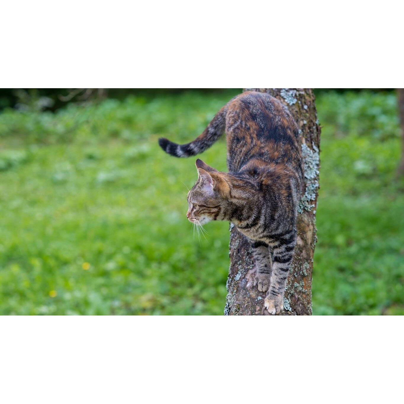 Tablou canvas 90x50 cm, Animale model 535