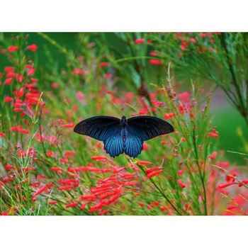 Tablou canvas 50x35 cm, Animale model 530 Tablou canvas 50x35 cm, Animale model 530