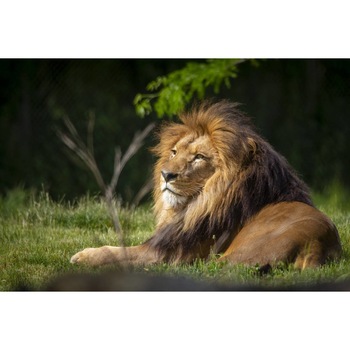 Tablou canvas 50x35 cm, Animale model 518 Tablou canvas 50x35 cm, Animale model 518