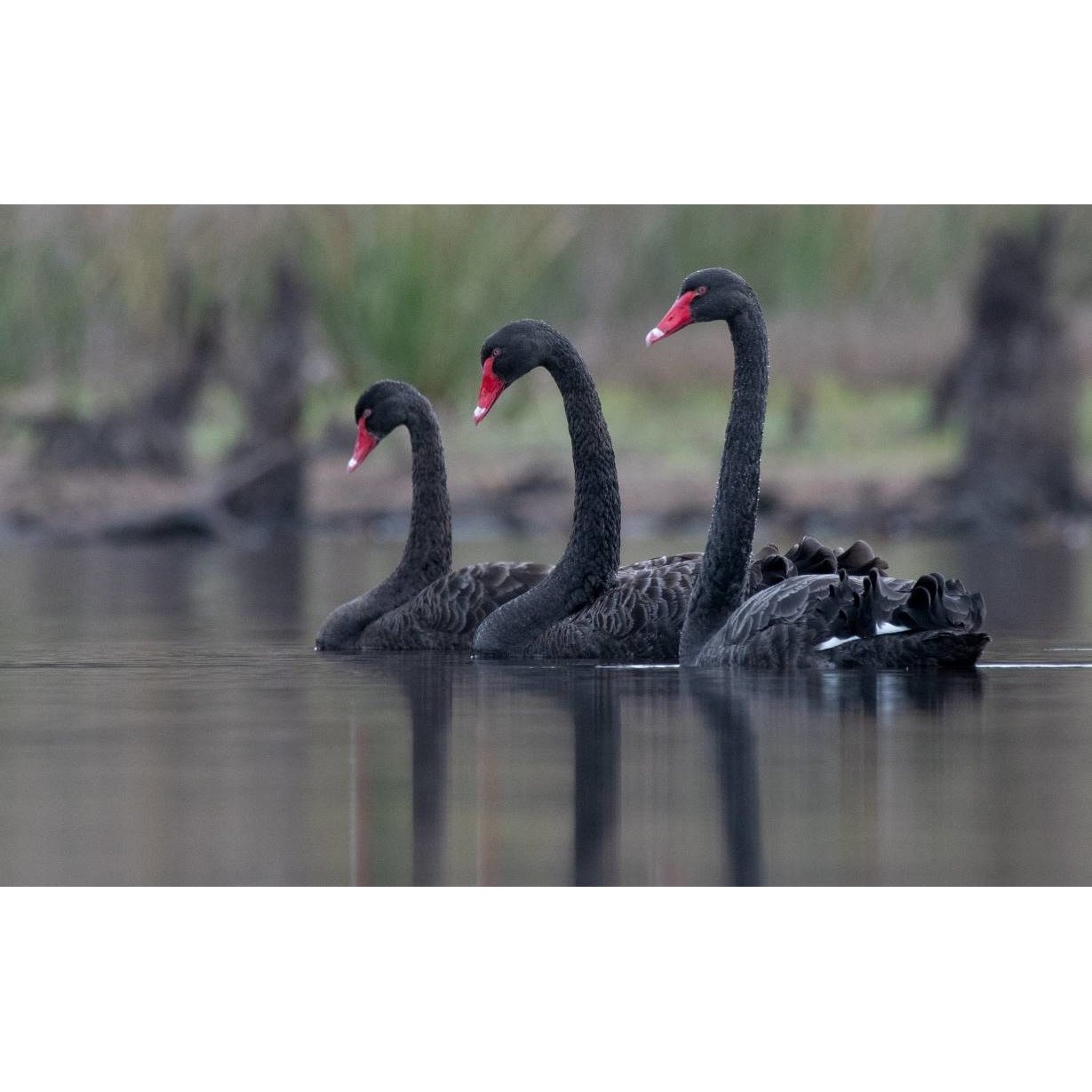 Tablou canvas 50x35 cm, Animale model 555