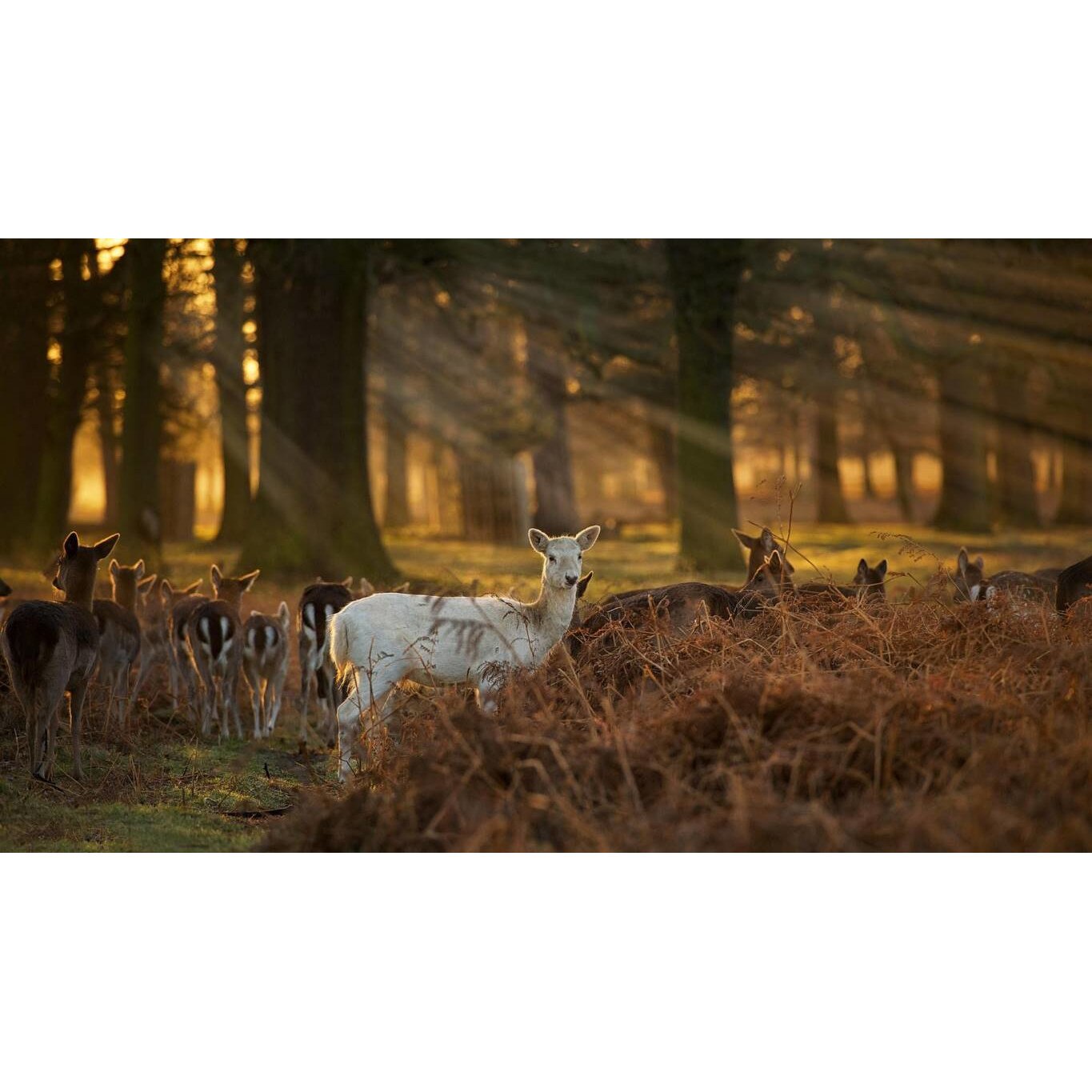 Tablou canvas 90x50 cm, Animale model 536