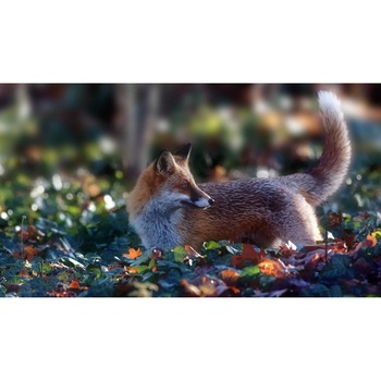 Tablou canvas 50x35 cm, Animale model 558 Tablou canvas 50x35 cm, Animale model 558