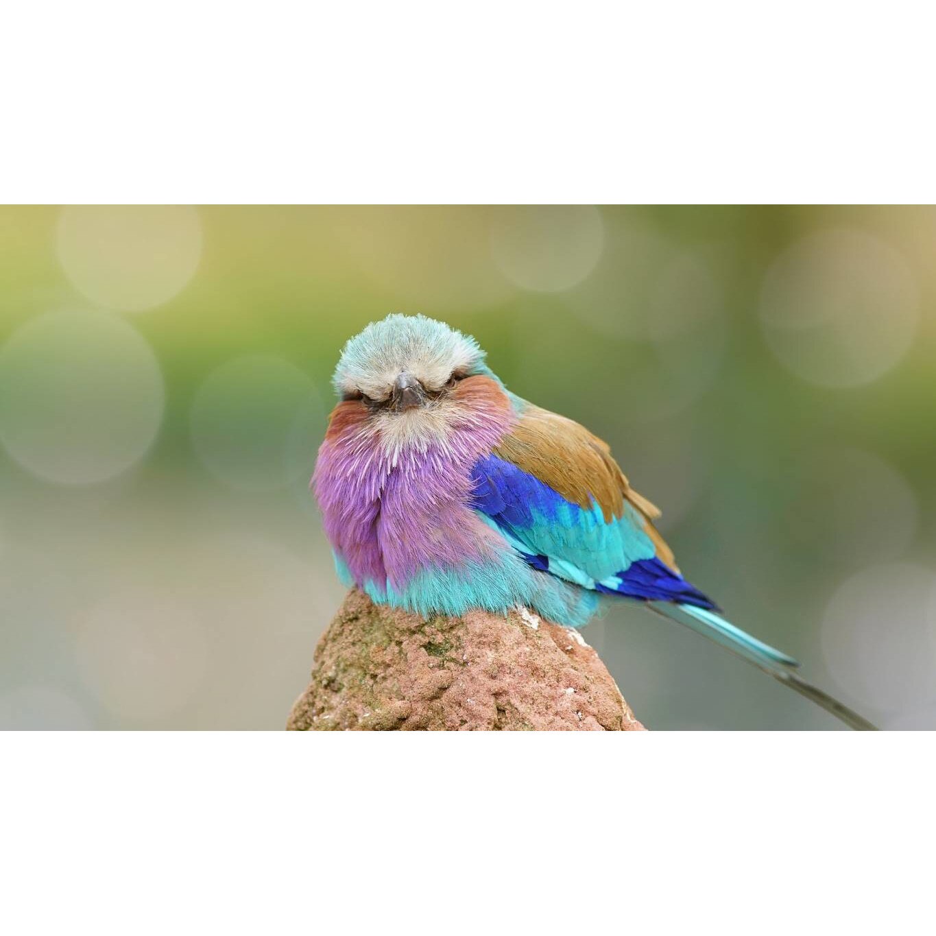 Tablou canvas 50x35 cm, Animale model 548