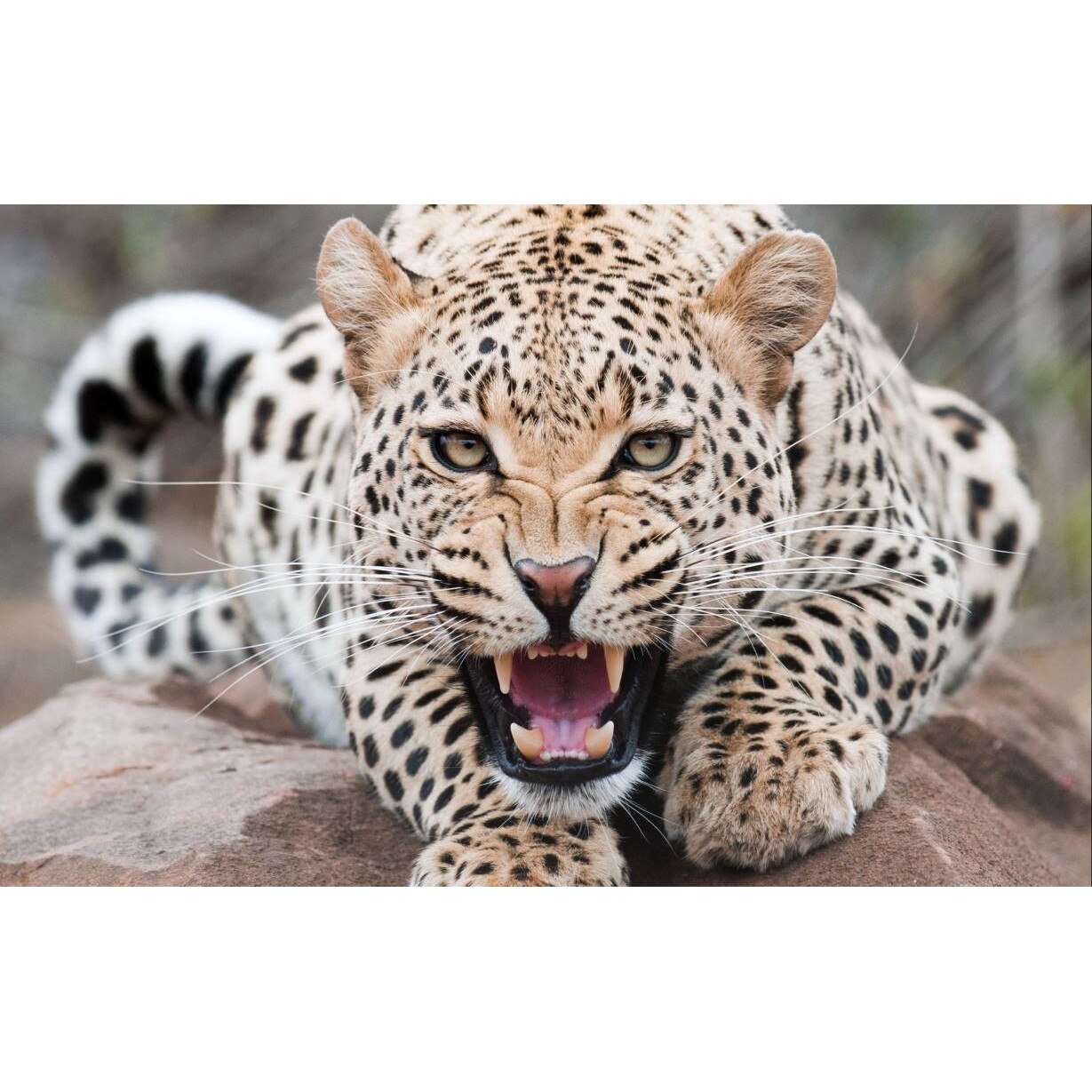 Tablou canvas 90x50 cm, Animale model 562