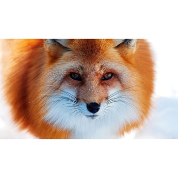Tablou canvas 90x50 cm, Animale model 543 Tablou canvas 90x50 cm, Animale model 543