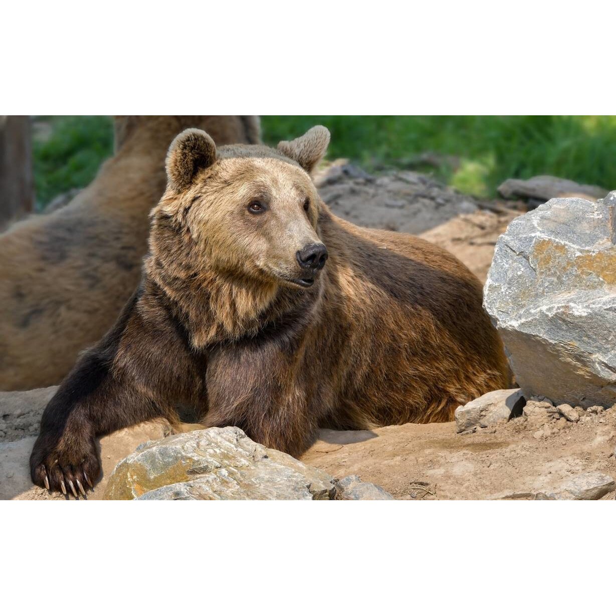 Tablou canvas 90x50 cm, Animale model 567