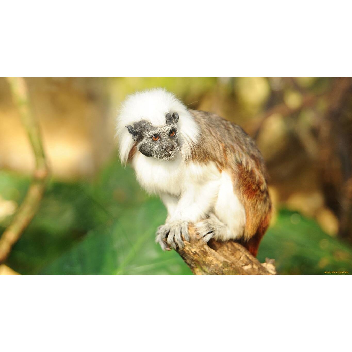 Tablou canvas 50x35 cm, Animale model 550