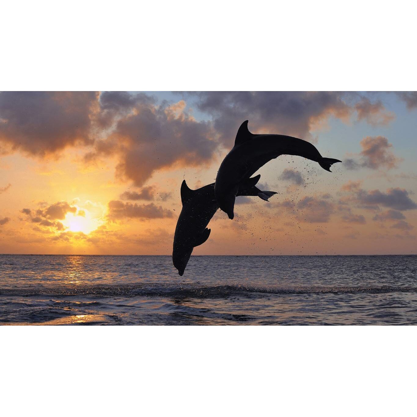 Tablou canvas 50x35 cm, Animale model 552