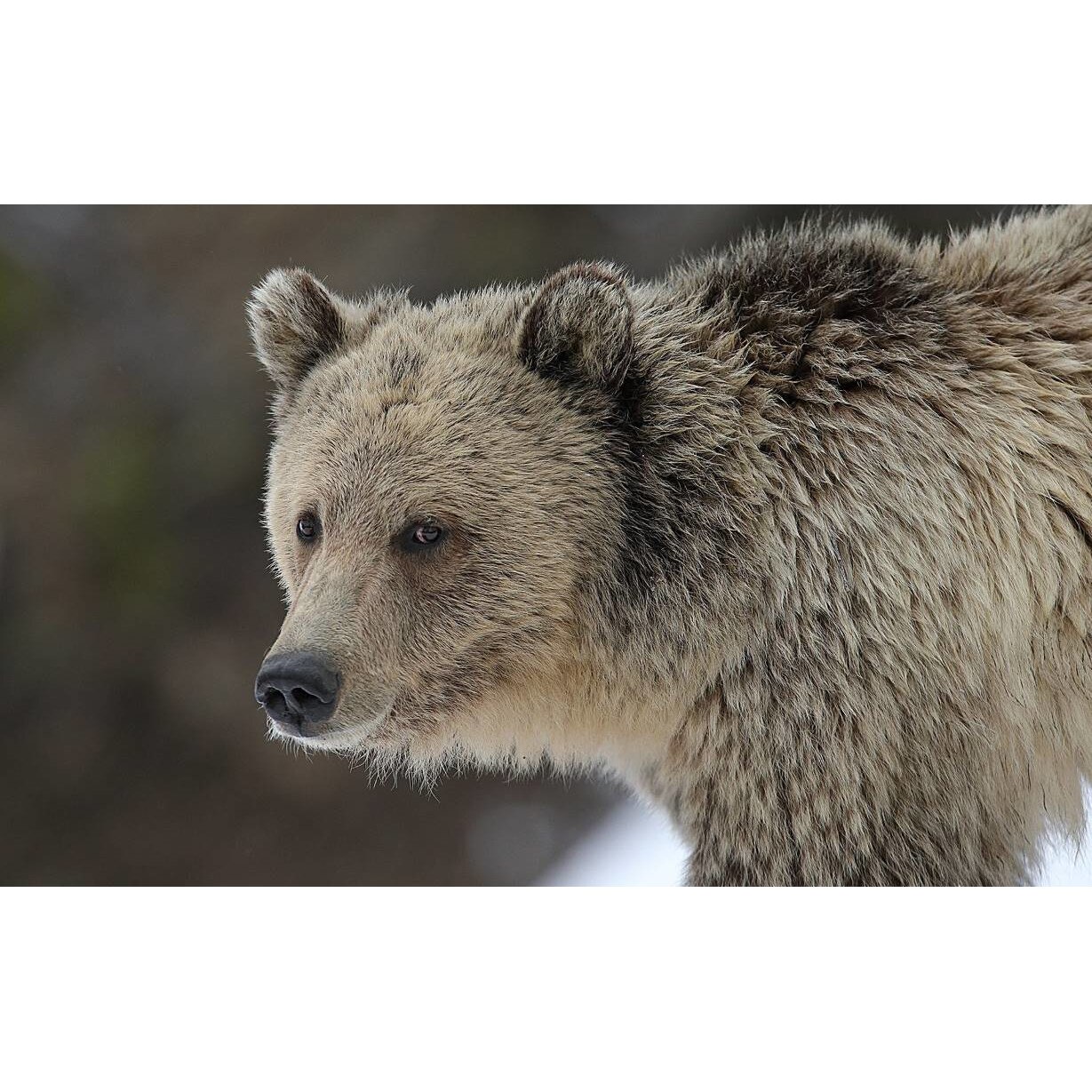 Tablou canvas 90x50 cm, Animale model 563