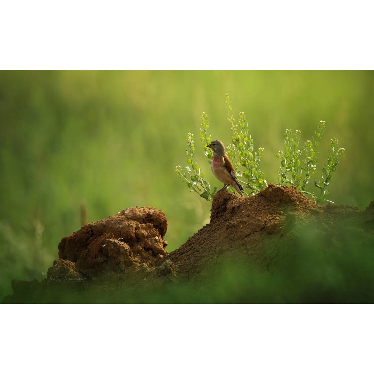 Tablou canvas 75x50 cm, Animale model 557