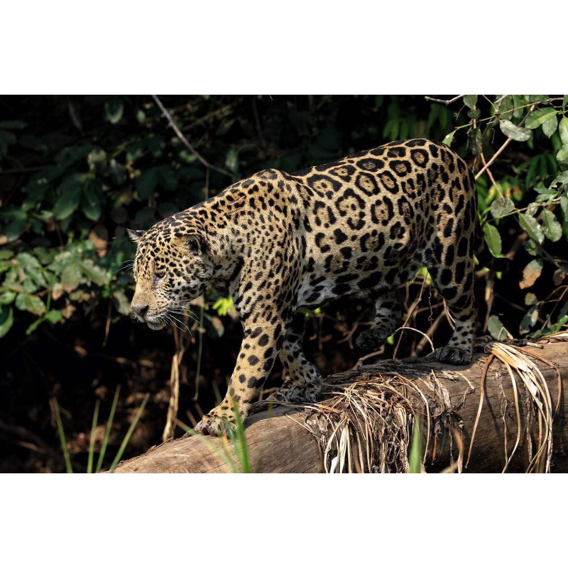 Tablou canvas 50x35 cm, Animale model 556