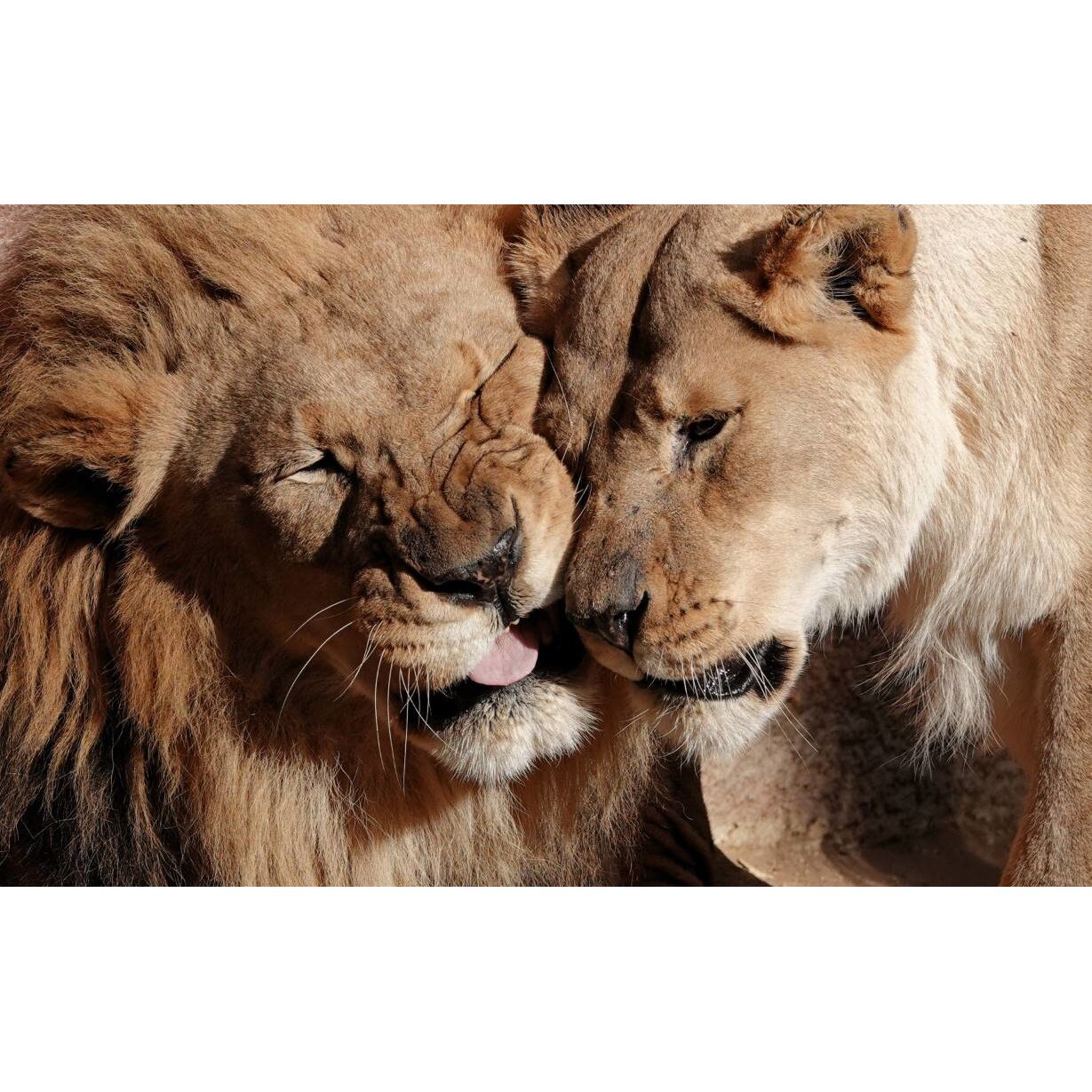 Tablou canvas 50x35 cm, Animale model 553