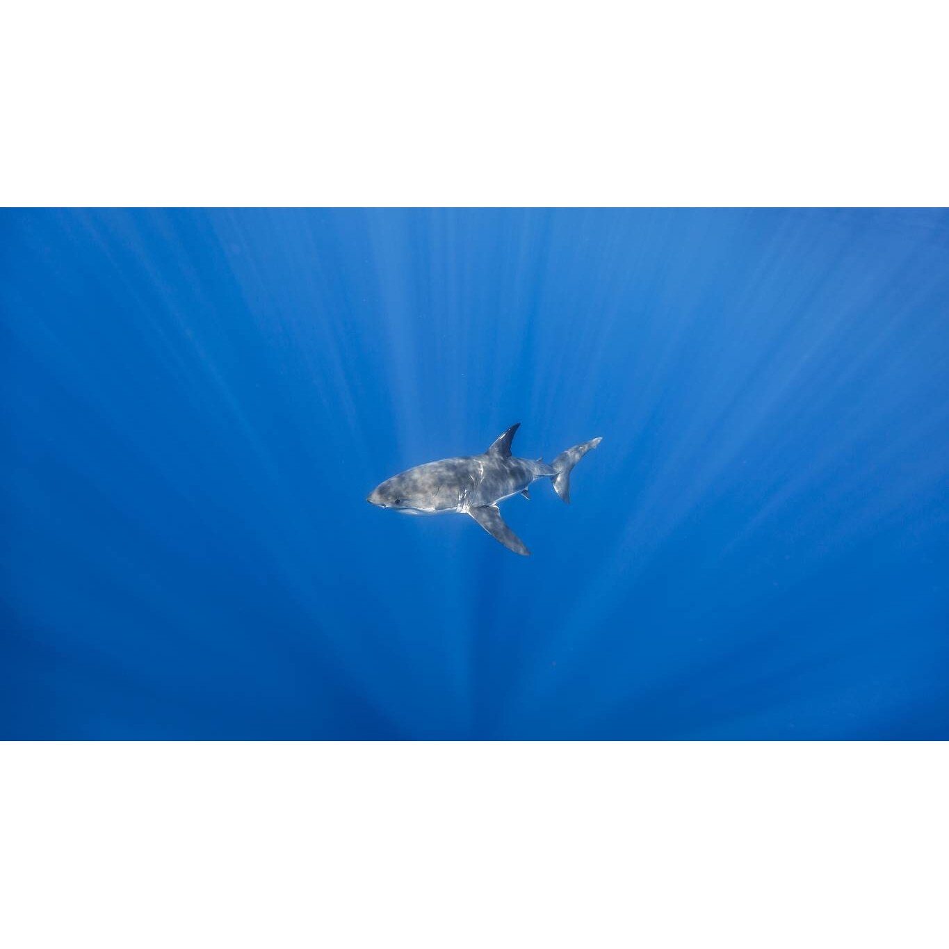 Tablou canvas 50x35 cm, Animale model 561