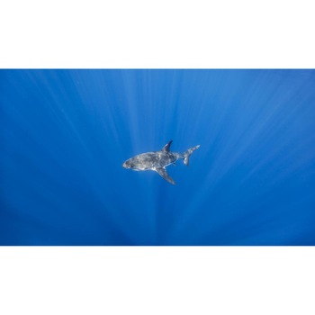 Tablou canvas 50x35 cm, Animale model 561 Tablou canvas 50x35 cm, Animale model 561