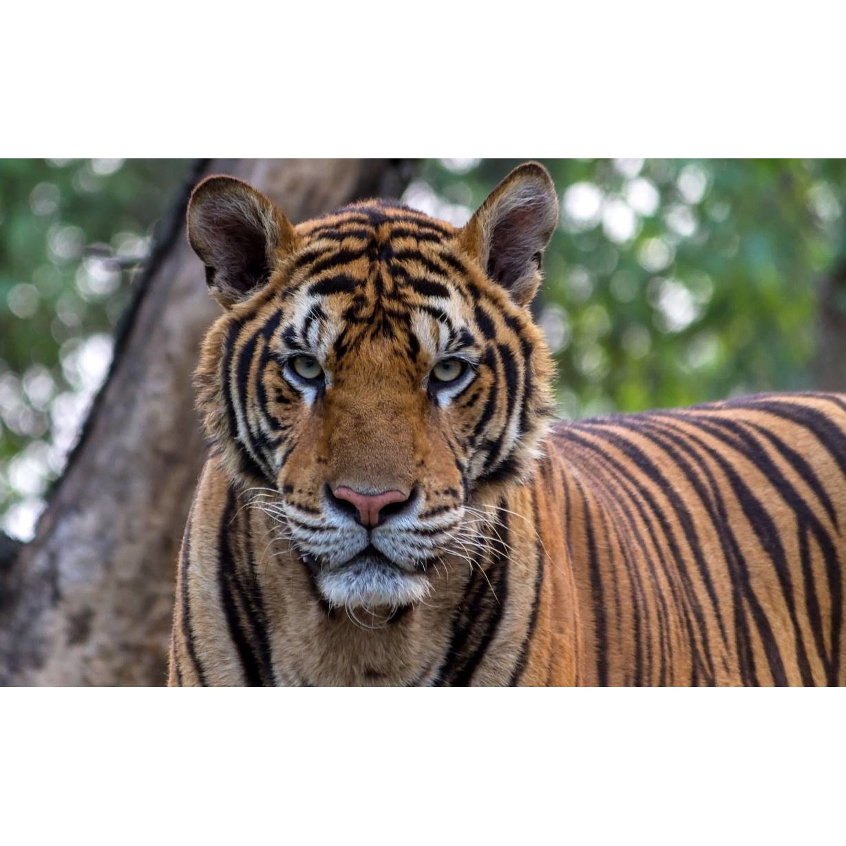 Tablou canvas 90x50 cm, Animale model 588