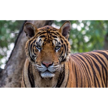 Tablou canvas 75x50 cm, Animale model 588 Tablou canvas 75x50 cm, Animale model 588