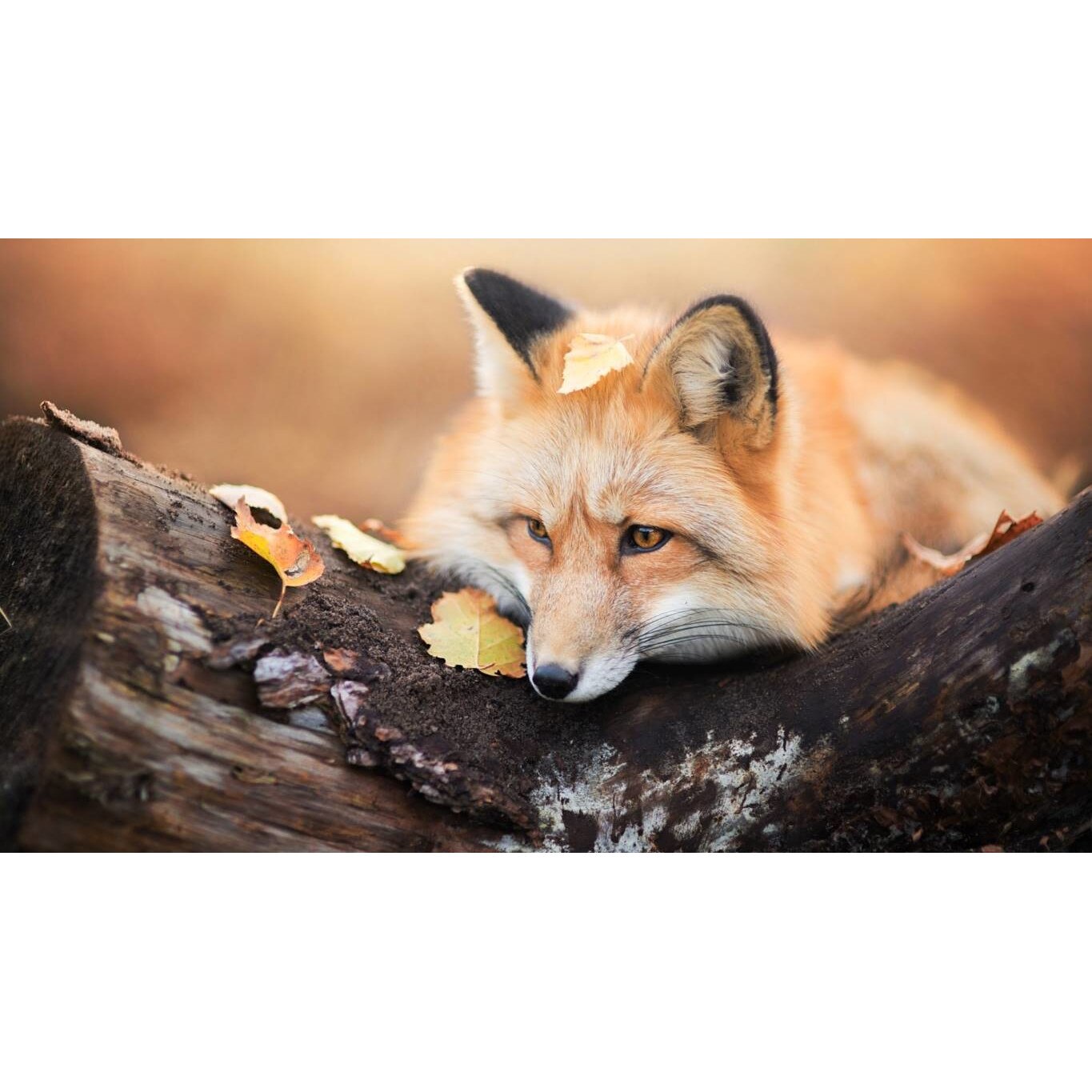 Tablou canvas 75x50 cm, Animale model 570