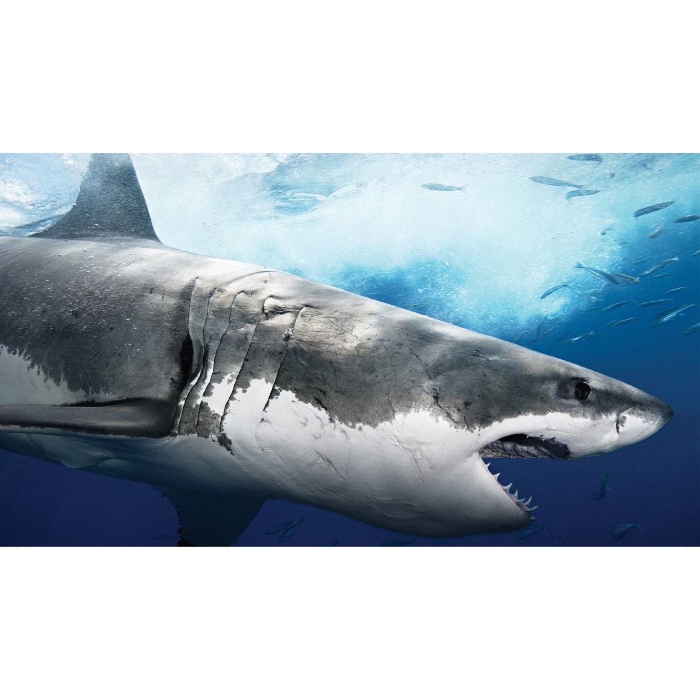 Tablou canvas 90x50 cm, Animale model 581