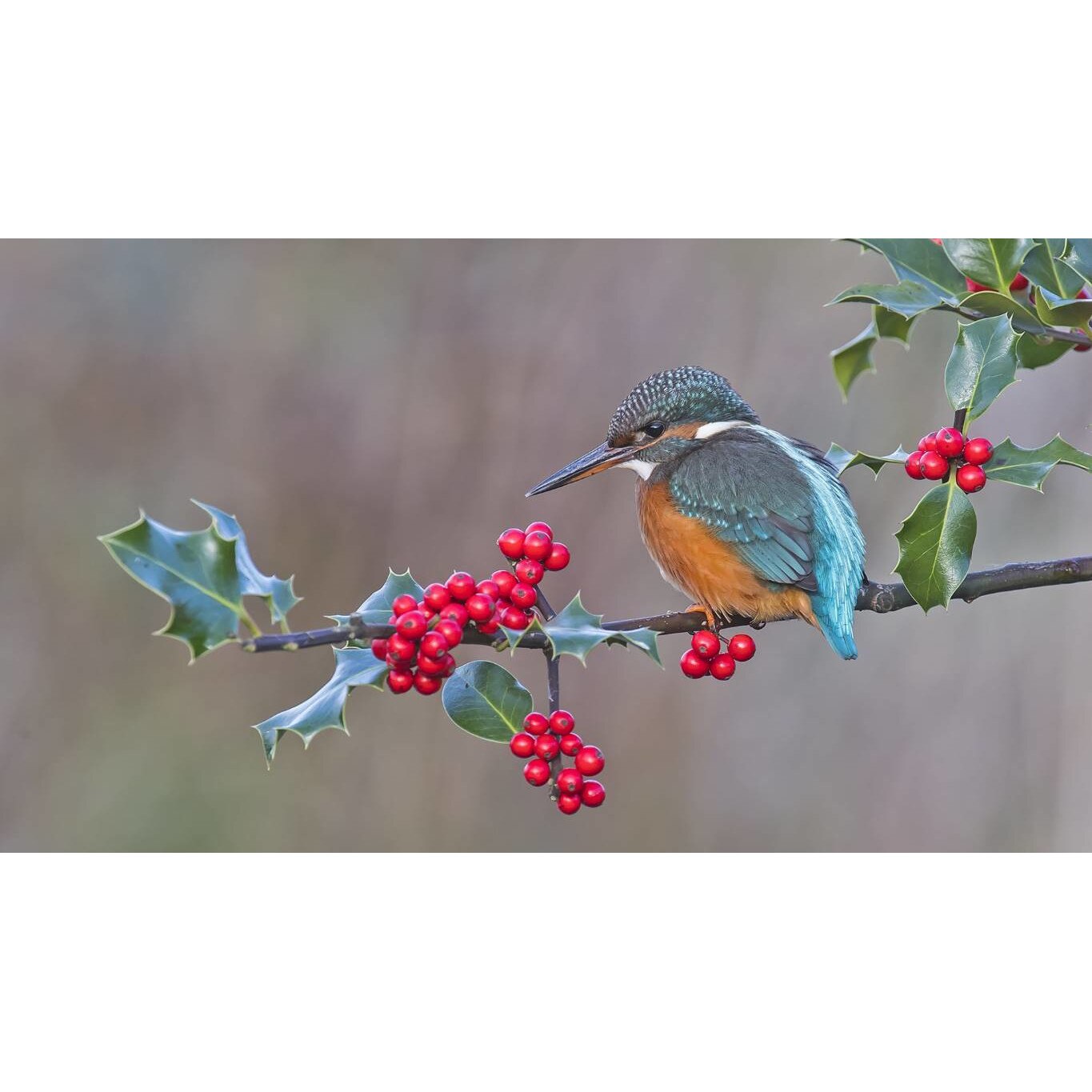 Tablou canvas 75x50 cm, Animale model 574