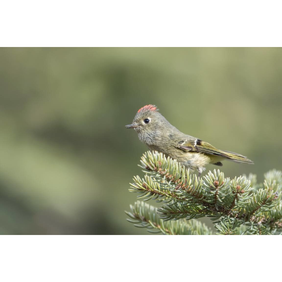 Tablou canvas 50x35 cm, Animale model 571