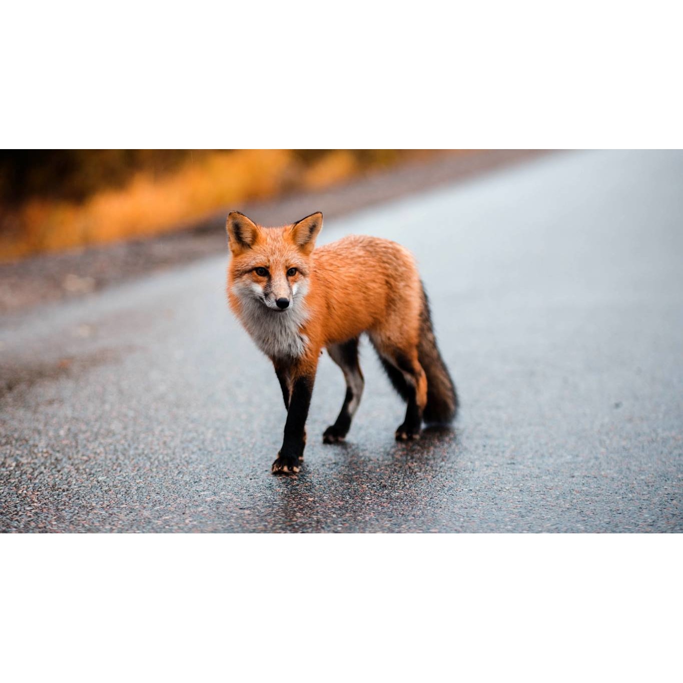 Tablou canvas 75x50 cm, Animale model 566