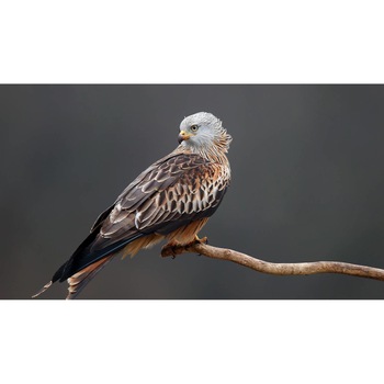 Tablou canvas 90x50 cm, Animale model 565 Tablou canvas 90x50 cm, Animale model 565