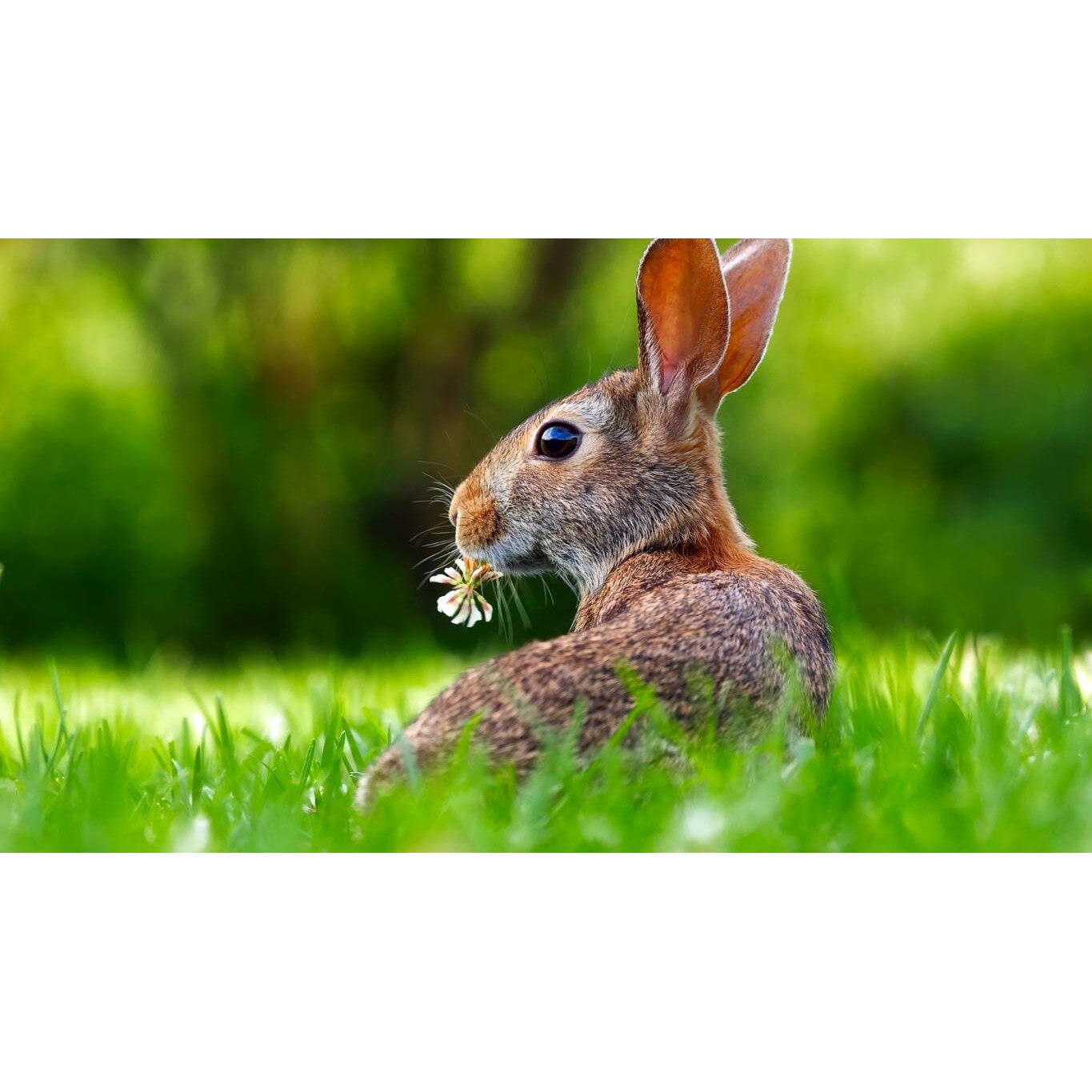 Tablou canvas 90x50 cm, Animale model 586