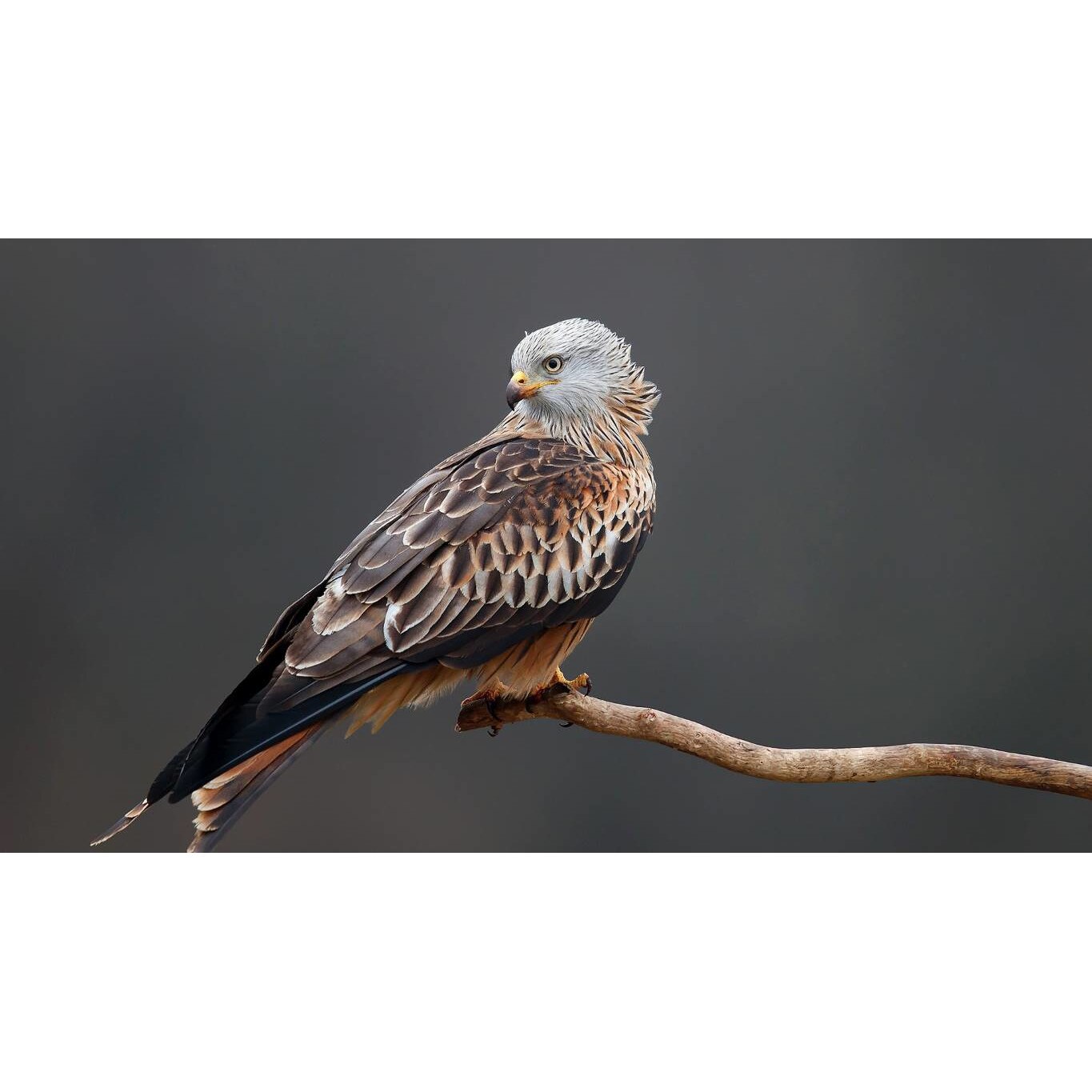 Tablou canvas 50x35 cm, Animale model 565