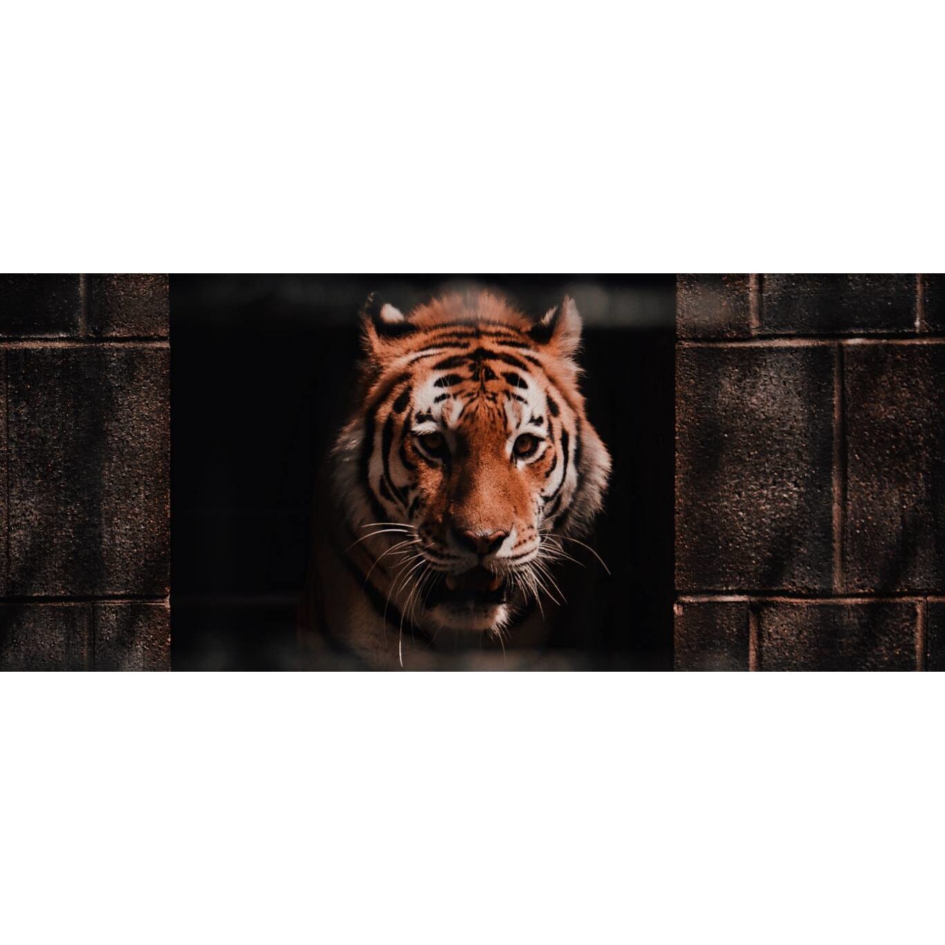 Tablou canvas 50x35 cm, Animale model 594