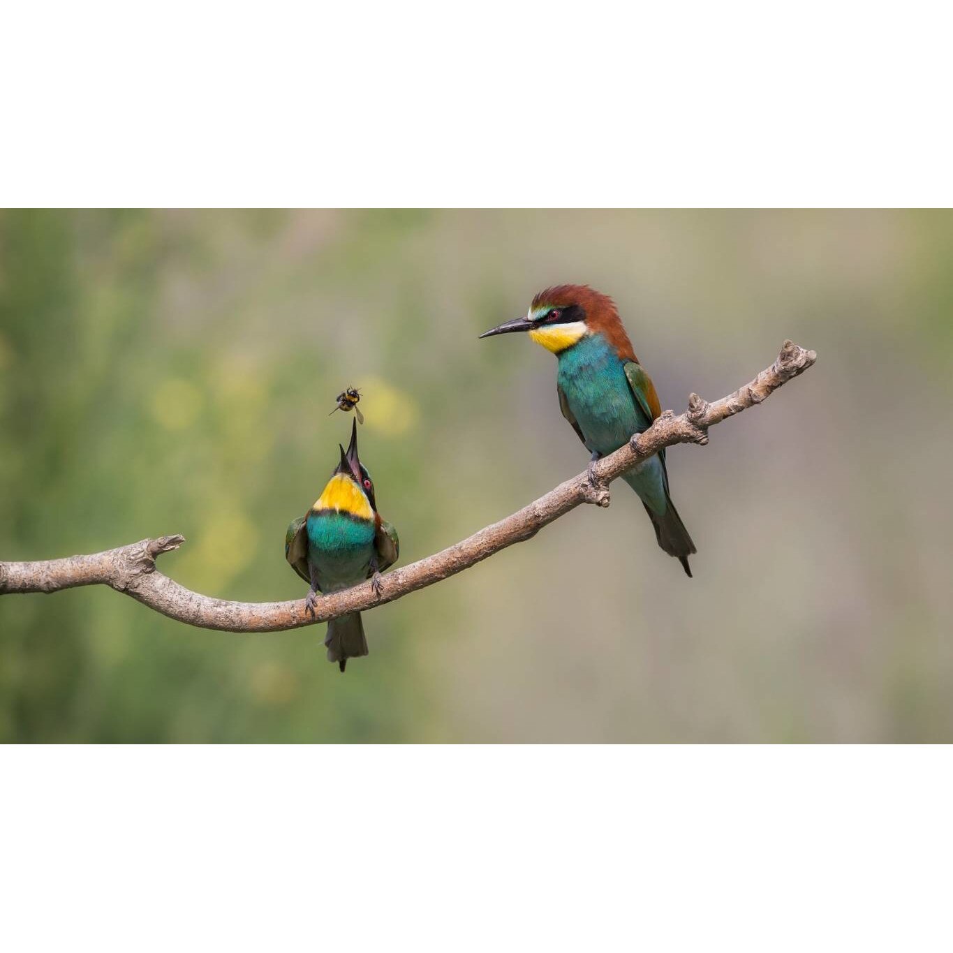 Tablou canvas 75x50 cm, Animale model 575