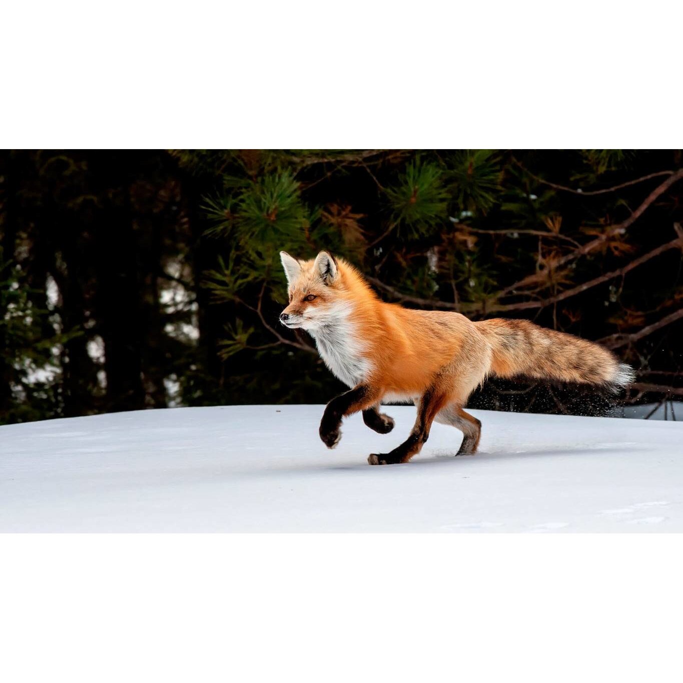 Tablou canvas 90x50 cm, Animale model 597