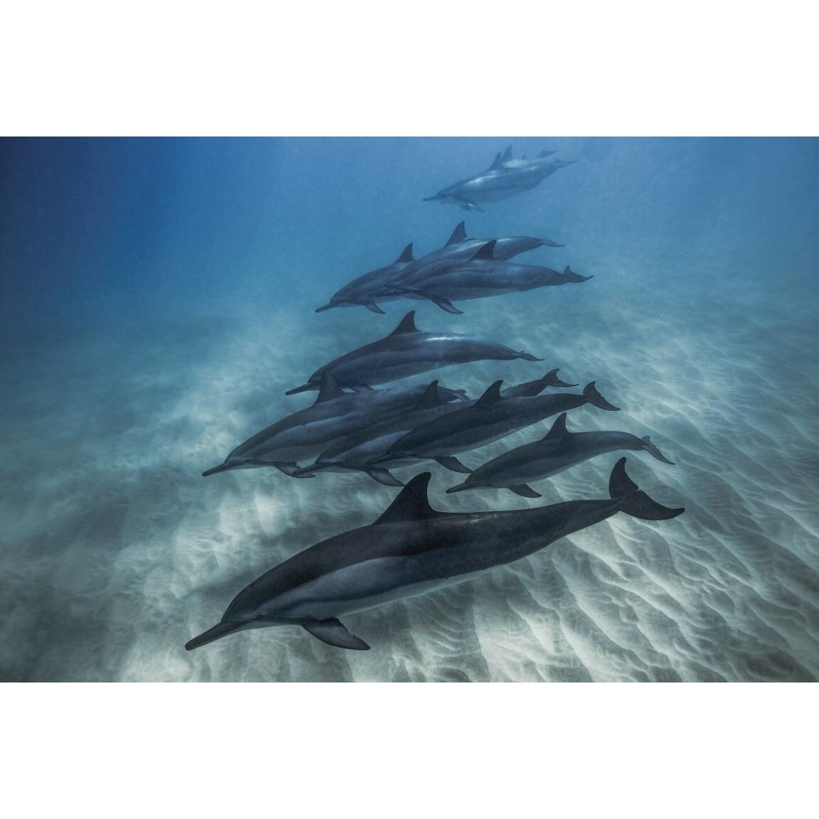 Tablou canvas 50x35 cm, Animale model 576