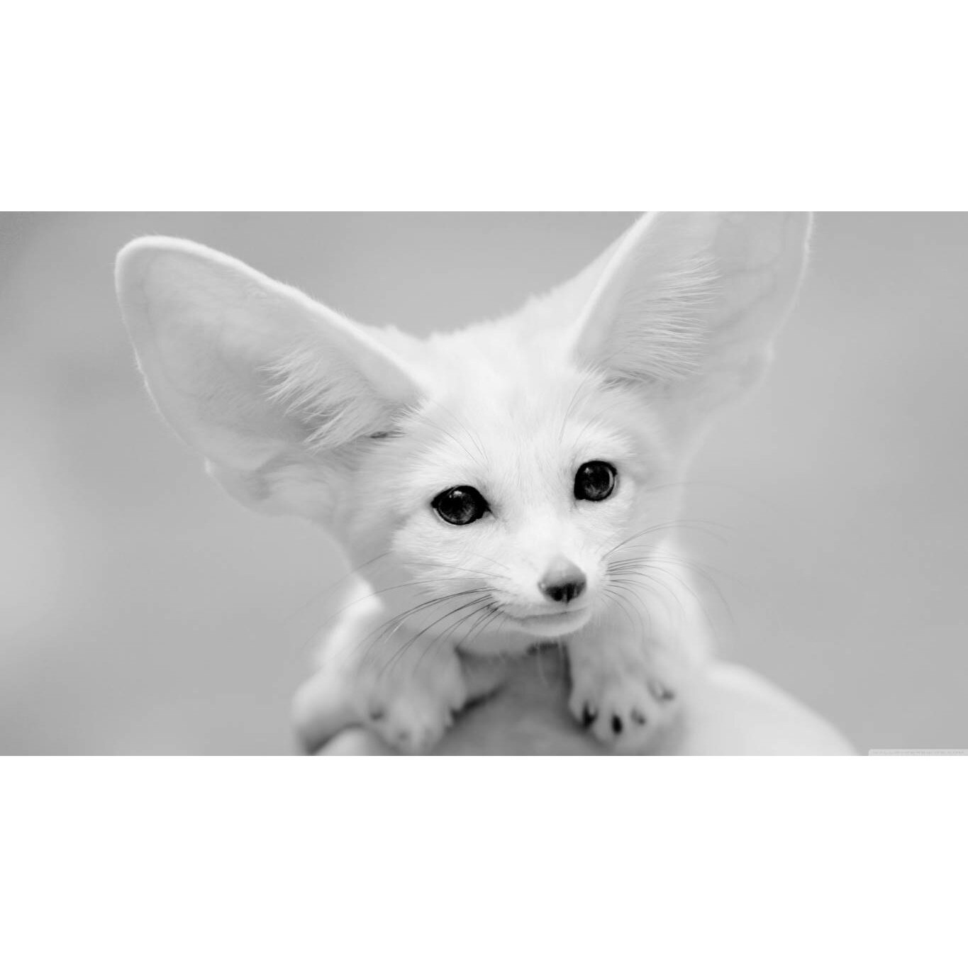 Tablou canvas 75x50 cm, Animale model 585