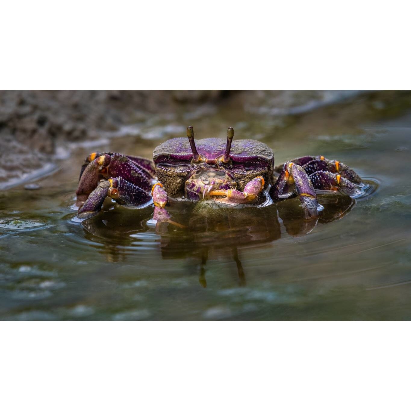 Tablou canvas 90x50 cm, Animale model 577