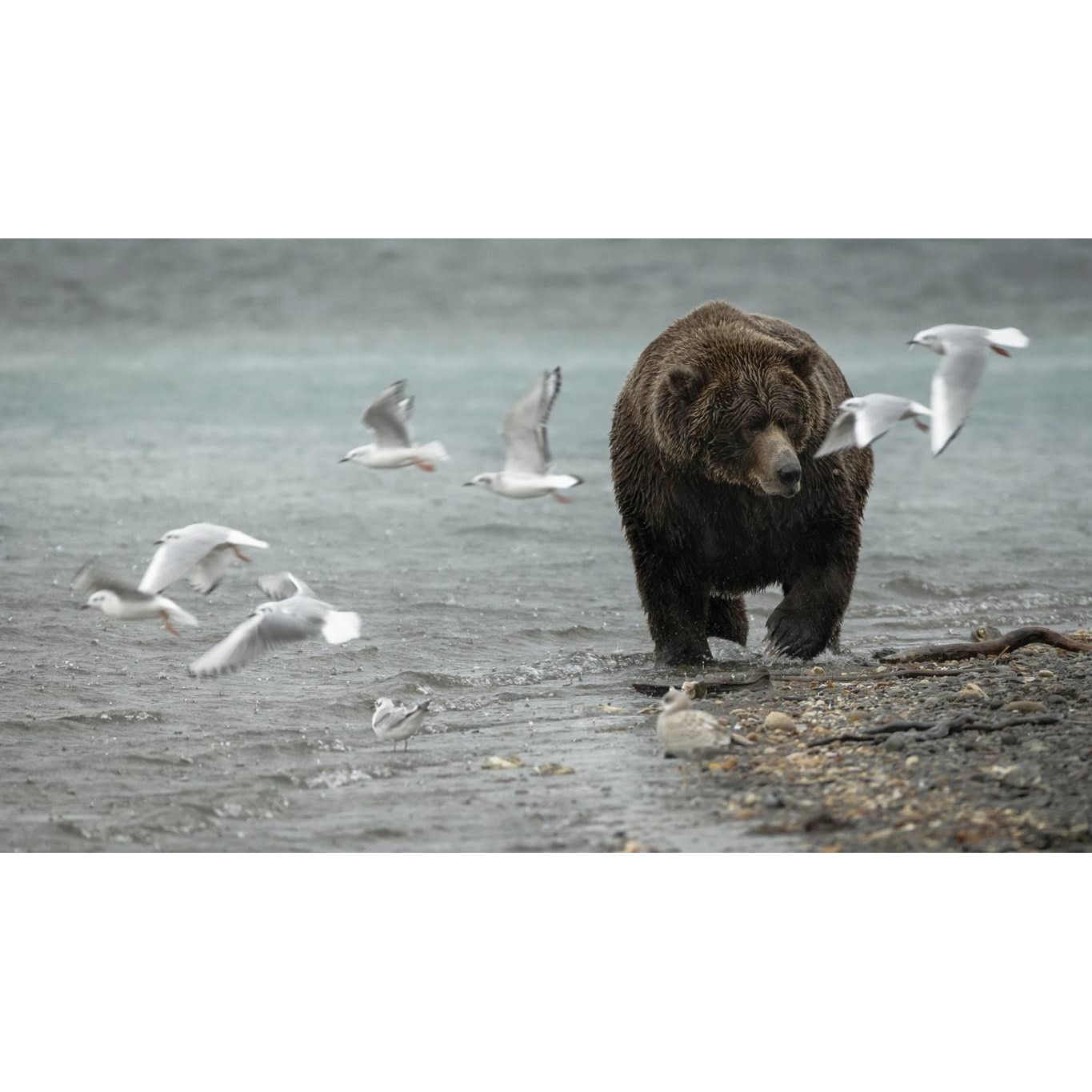 Tablou canvas 75x50 cm, Animale model 603