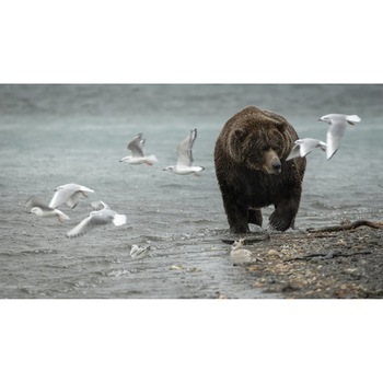 Tablou canvas 75x50 cm, Animale model 603 Tablou canvas 75x50 cm, Animale model 603