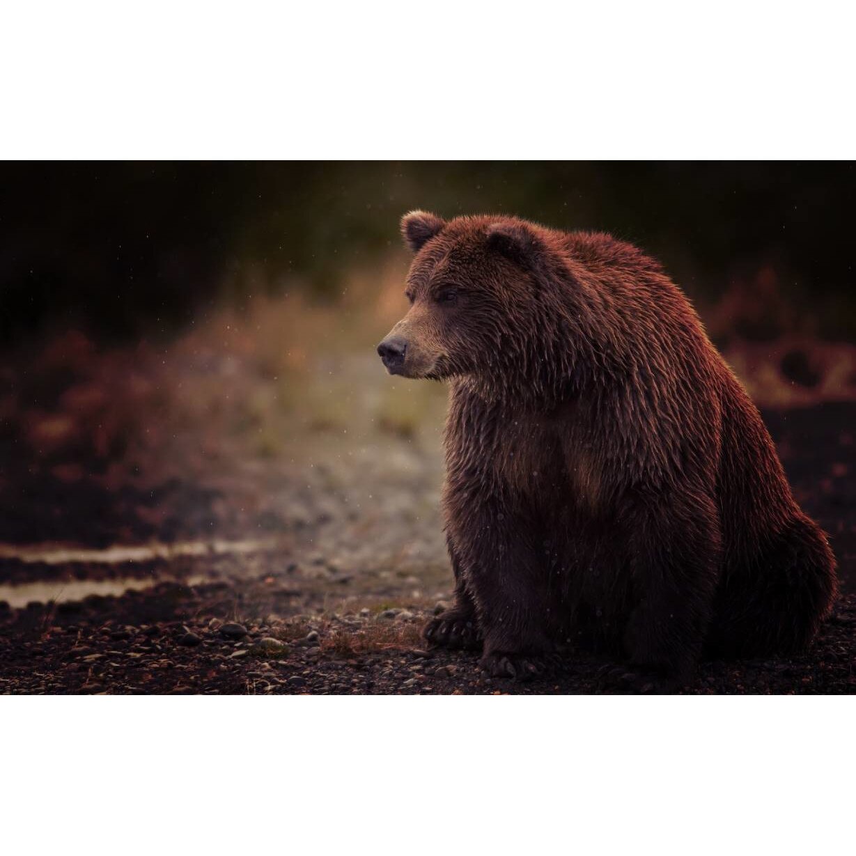 Tablou canvas 75x50 cm, Animale model 591