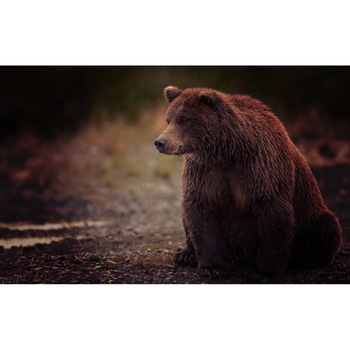 Tablou canvas 75x50 cm, Animale model 591 Tablou canvas 75x50 cm, Animale model 591