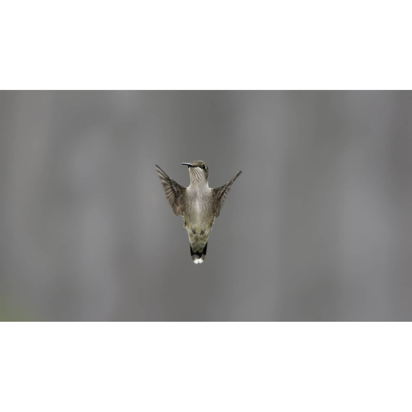 Tablou canvas 50x35 cm, Animale model 600