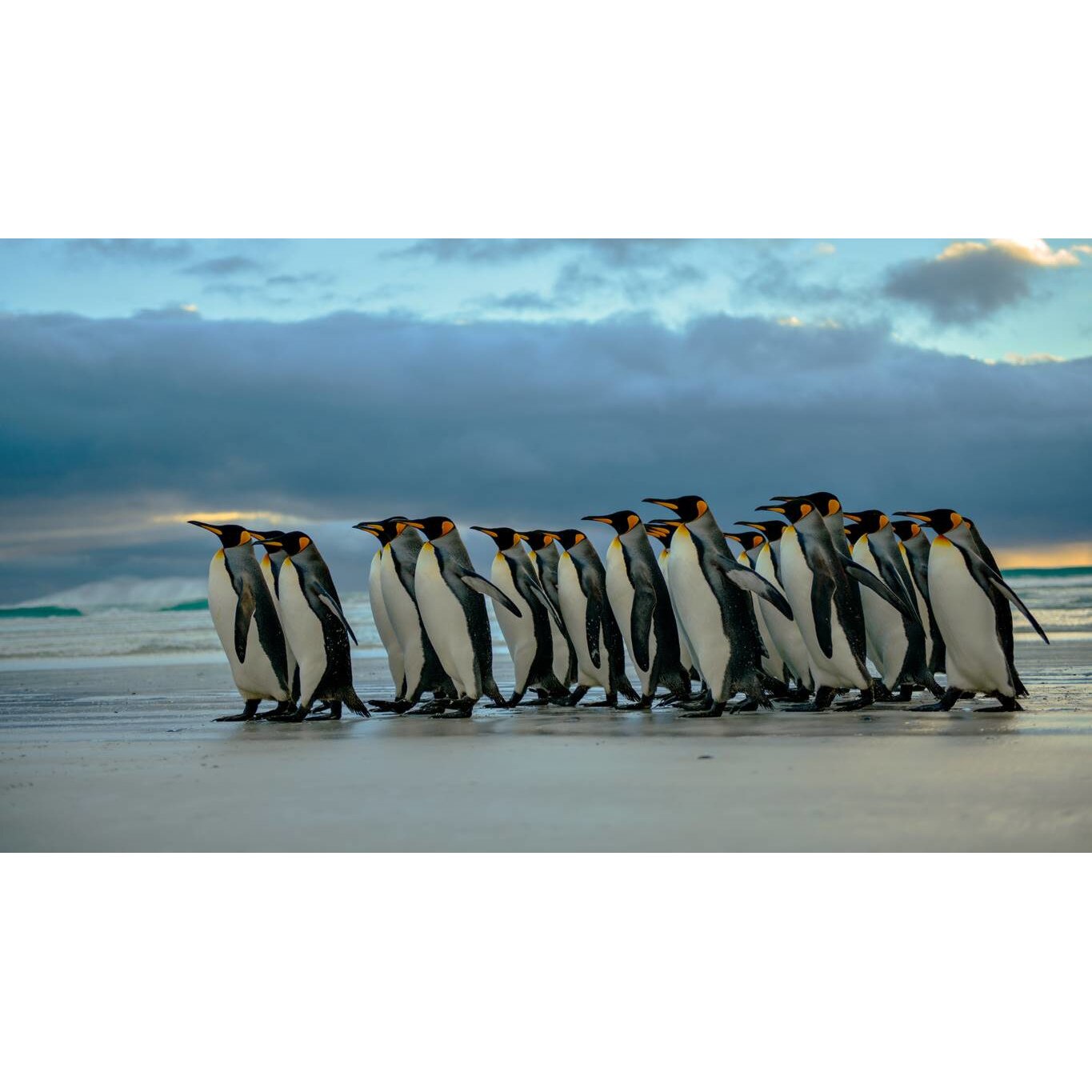 Tablou canvas 50x35 cm, Animale model 589