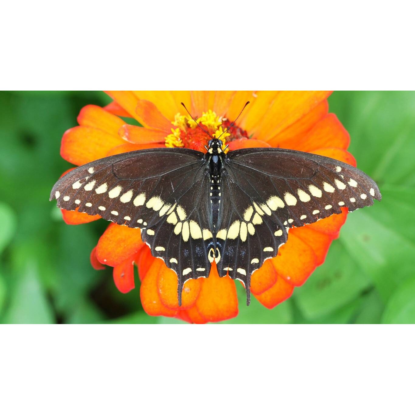 Tablou canvas 50x35 cm, Animale model 584