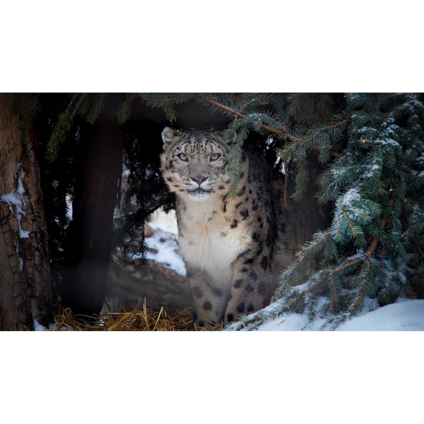 Tablou canvas 90x50 cm, Animale model 578