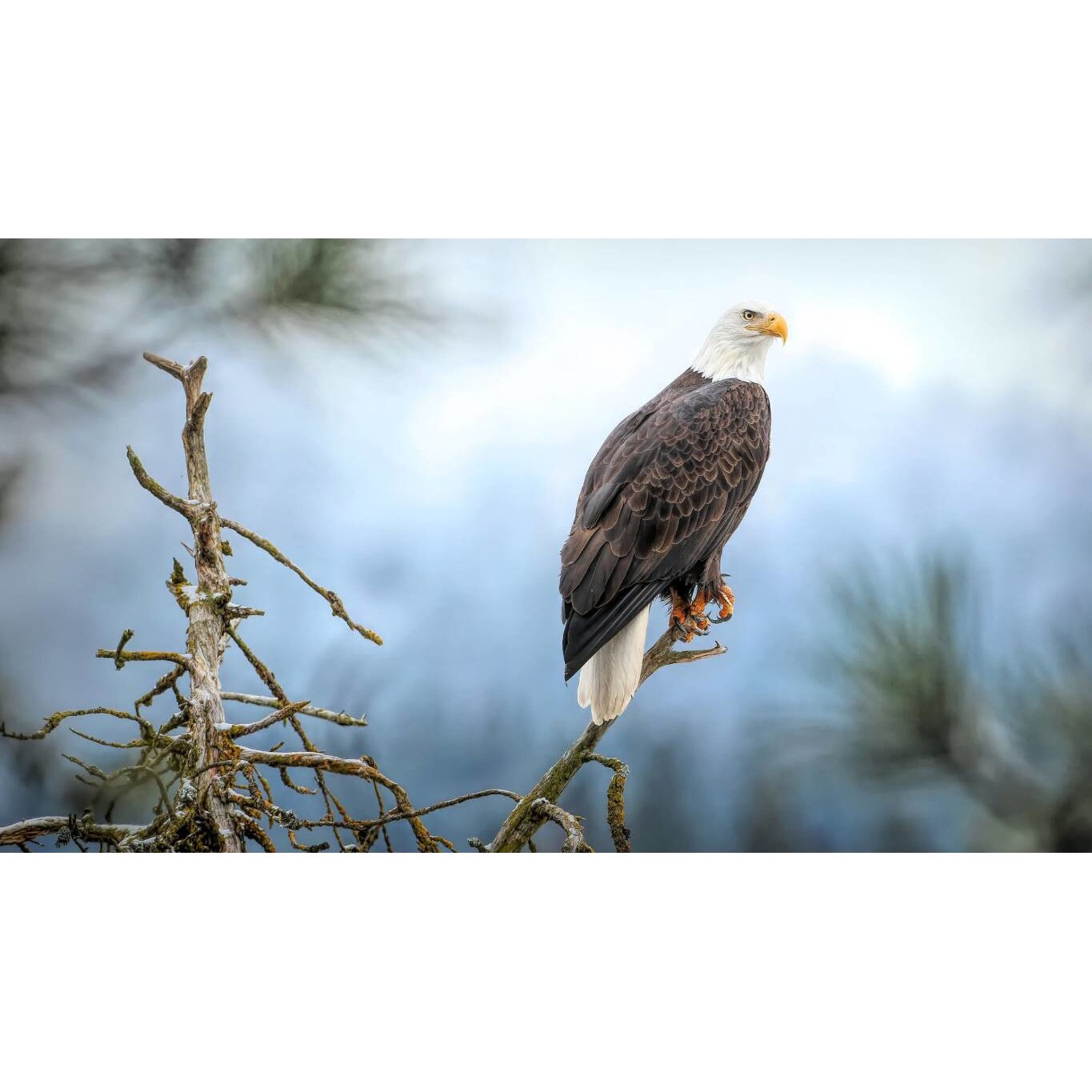 Tablou canvas 90x50 cm, Animale model 602