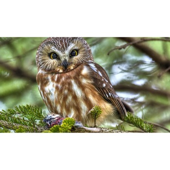 Tablou canvas 90x50 cm, Animale model 582 Tablou canvas 90x50 cm, Animale model 582