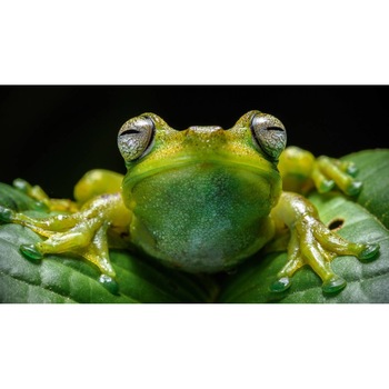 Tablou canvas 50x35 cm, Animale model 587 Tablou canvas 50x35 cm, Animale model 587