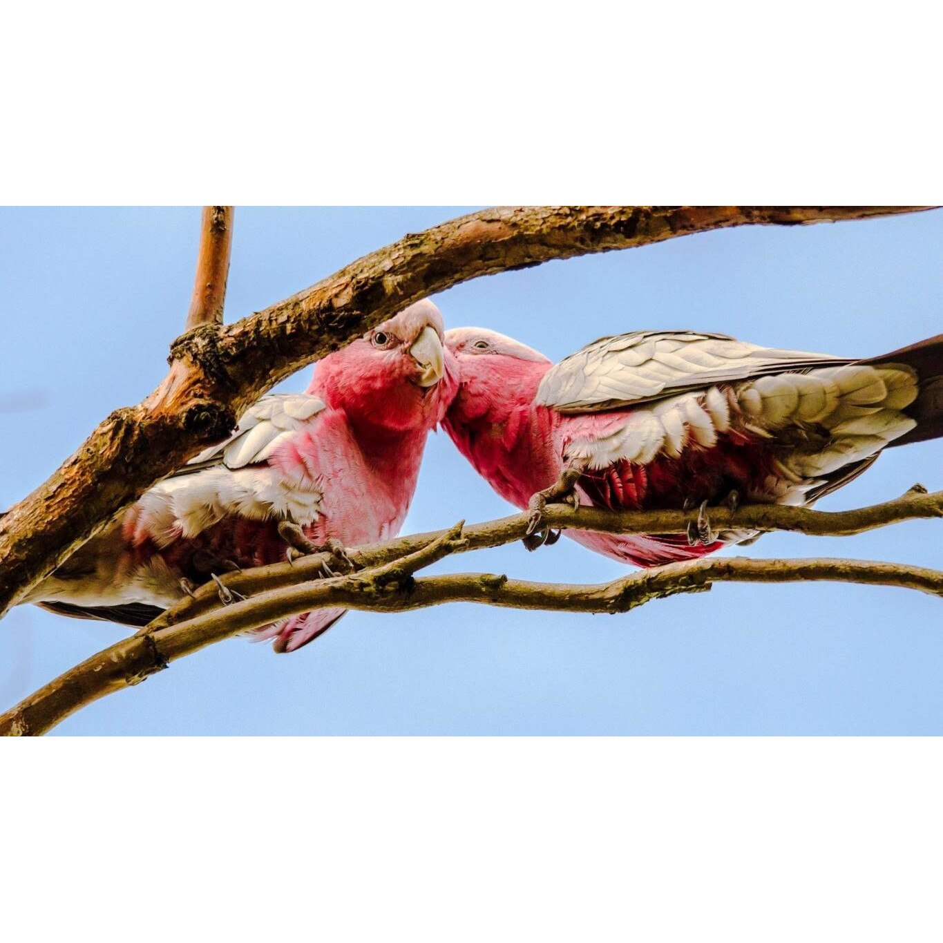 Tablou canvas 50x35 cm, Animale model 593