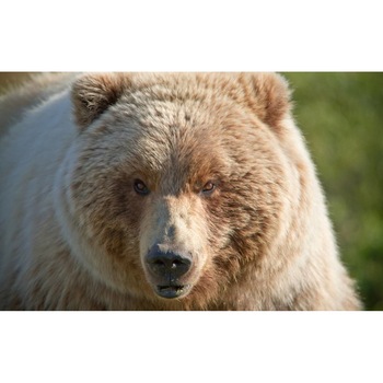 Tablou canvas 90x50 cm, Animale model 596 Tablou canvas 90x50 cm, Animale model 596